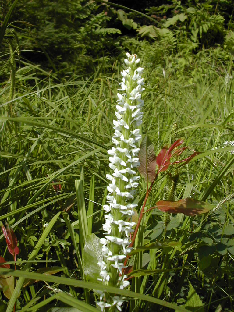 (Photo of Bog Orchid)